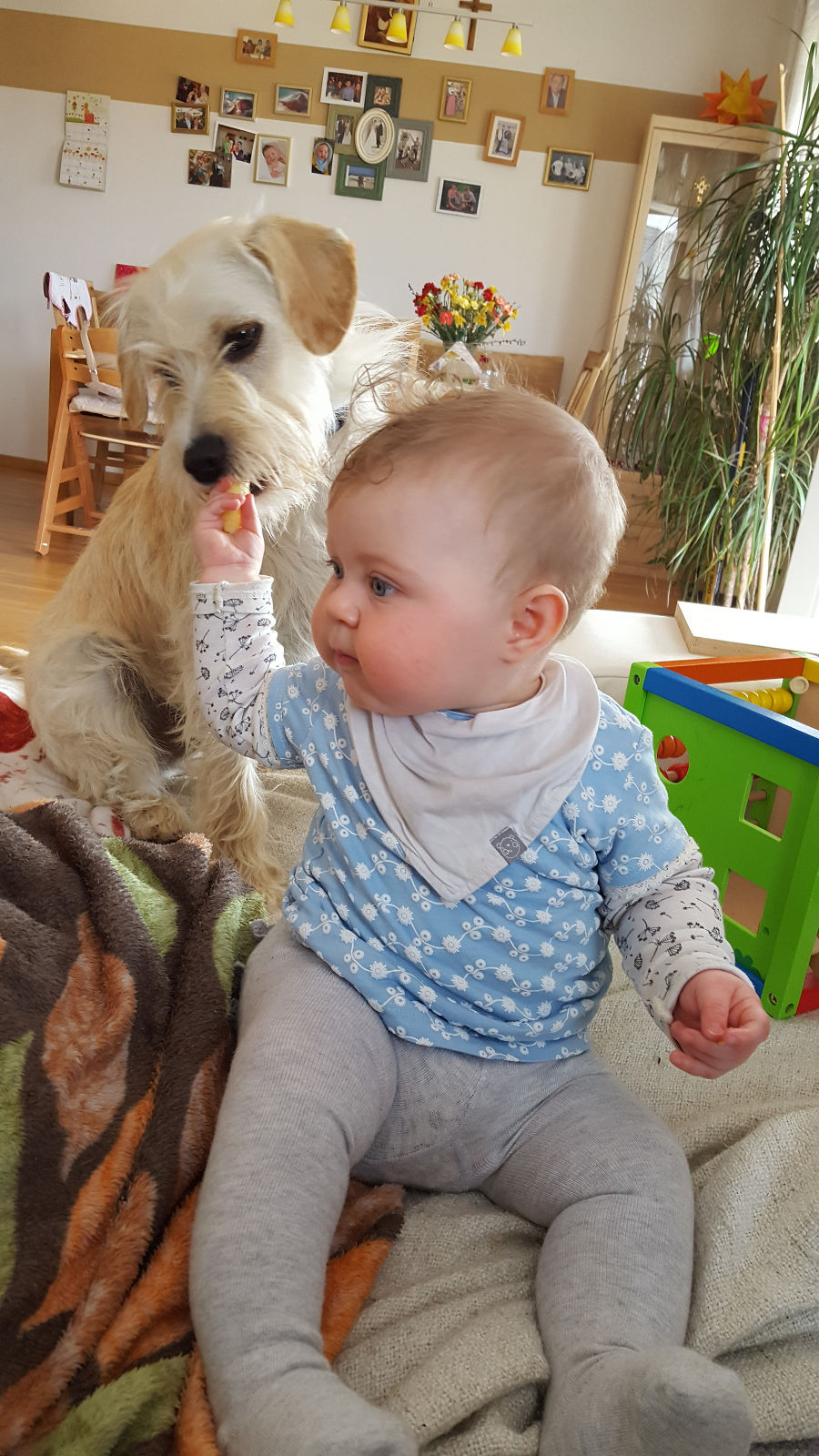 Hund Merlin mit Lätizia