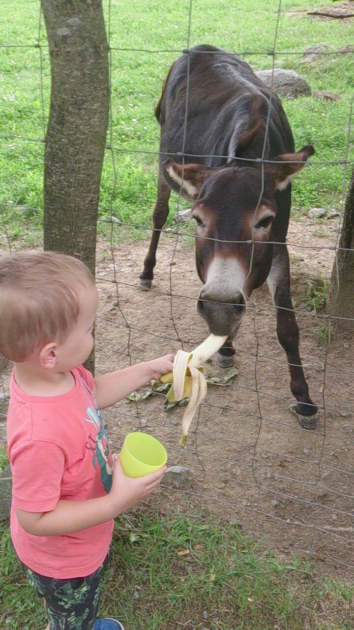 Johann war begeistert, dass die Banane dem Esel so gut schmeckt.  