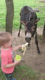 Johann war begeistert, dass die Banane dem Esel so gut schmeckt.   © Huß