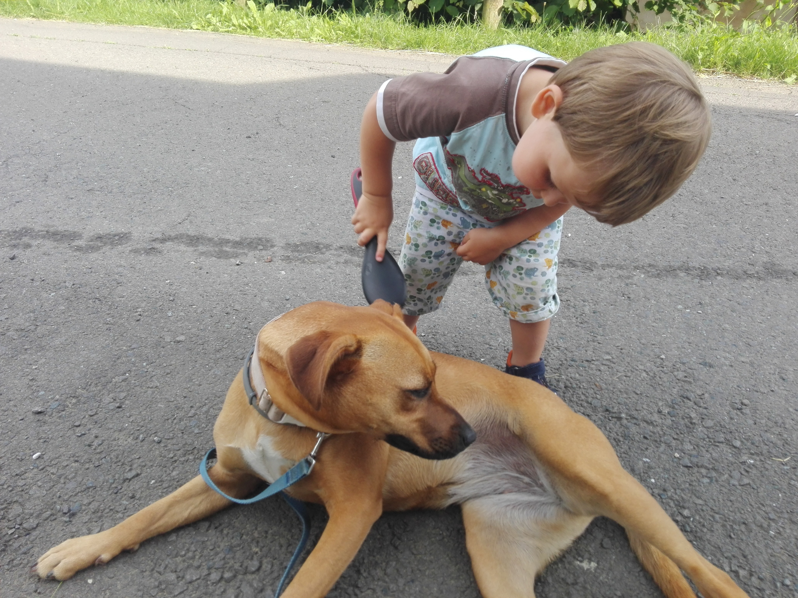 Florian bürstet seinen Hund Dolly