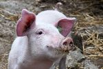 Abbildung eines kleinen Schweines Abbildung eines kleinen Schweines